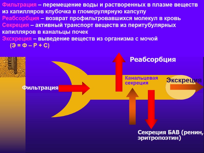 Фильтрация  Секреция БАВ (ренин,  эритропоэтин) Канальцевая  секреция Экскреция Фильтрация – перемещение